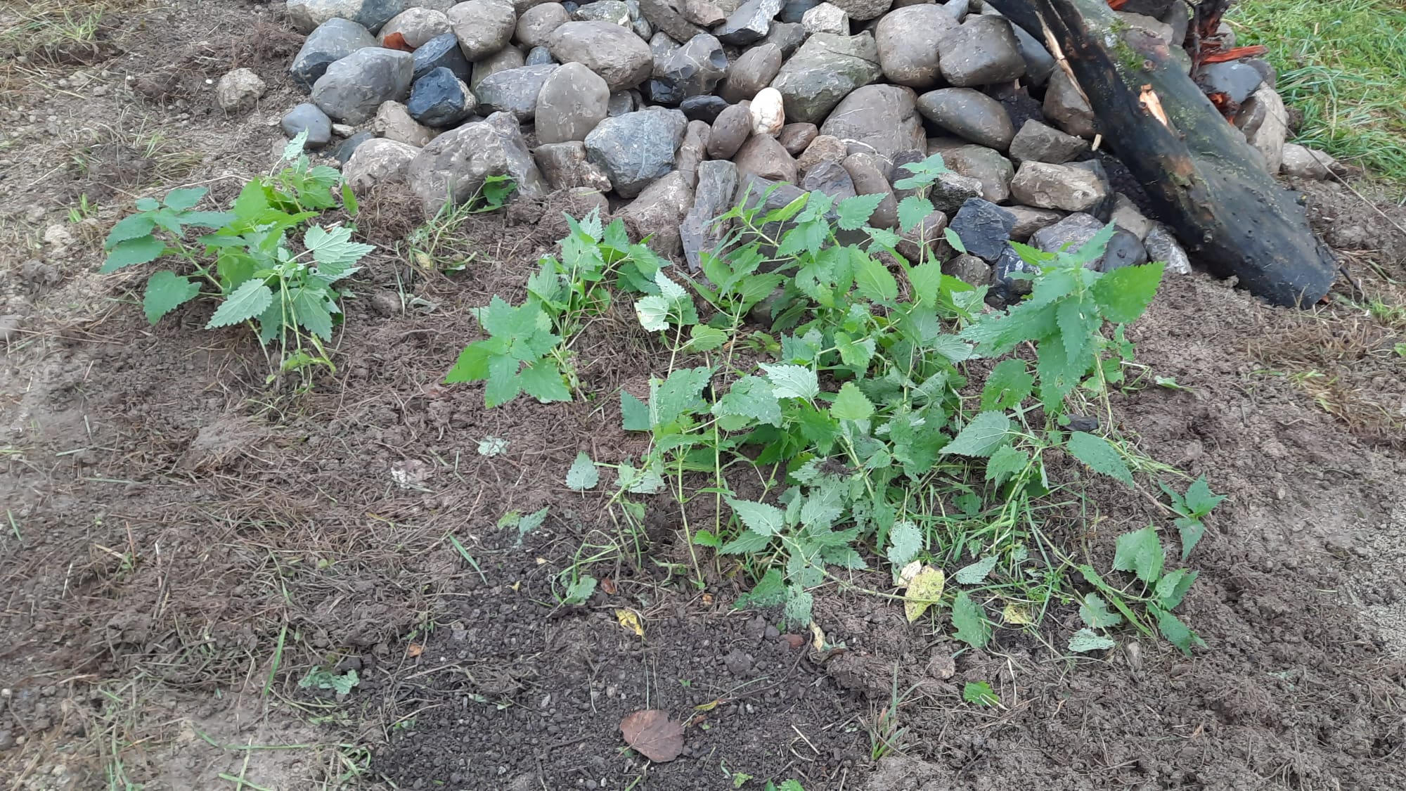 Mehr Biodiverstät für Müllheim