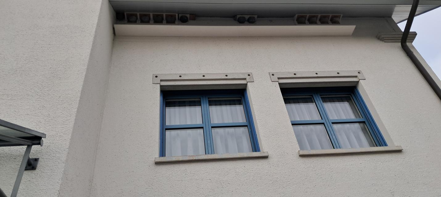 Mehlschwalbennester am Gemeindehaus Müllheim